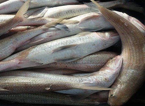 تصویر 1 از قیمت خرید ماهی حسون سفارش عمده